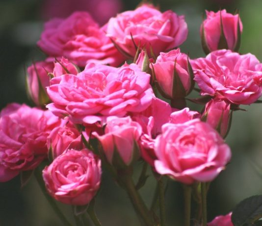 Миниатюрные розы — маленькое сокровище