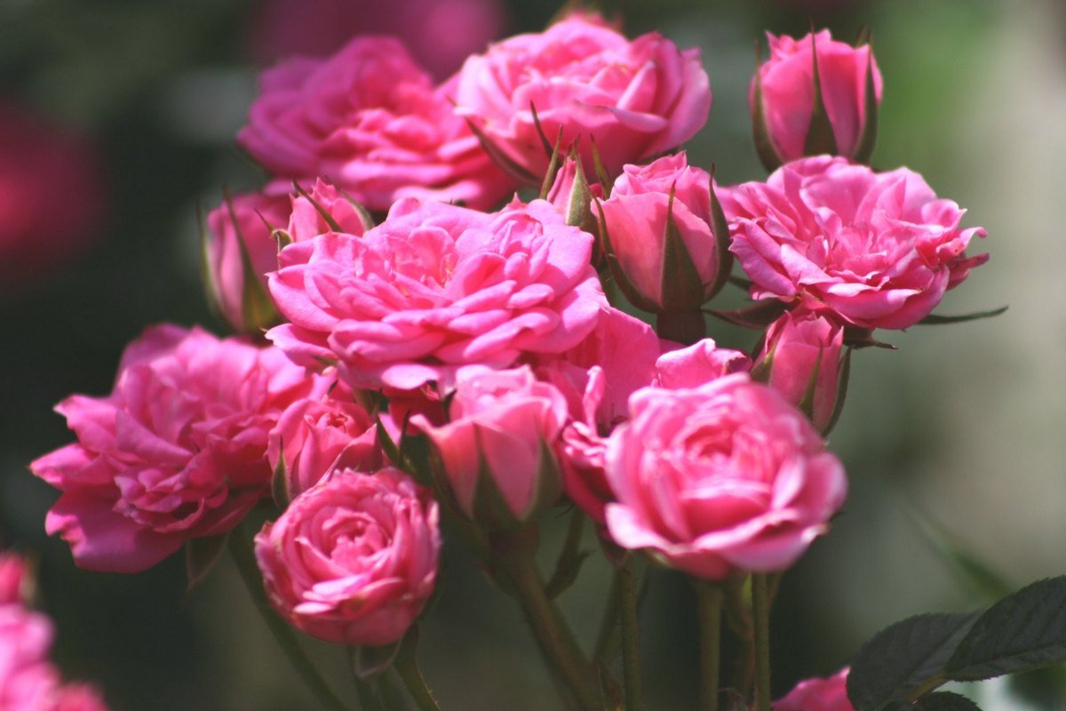 Миниатюрные розы — маленькое сокровище. Уход, выращивание, размножение.Болезни и вредители. Сорта. Фото — Ботаничка