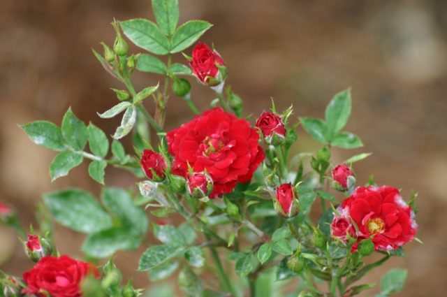 В первый год миниатюрные розы цветут не слишком обильно, зато на второй год они предстанут перед вами во всей своей красе