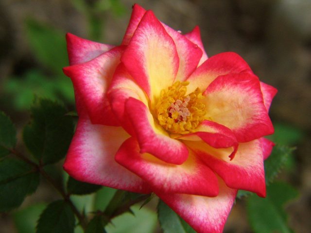 Миниатюрная роза (Rosa minima)