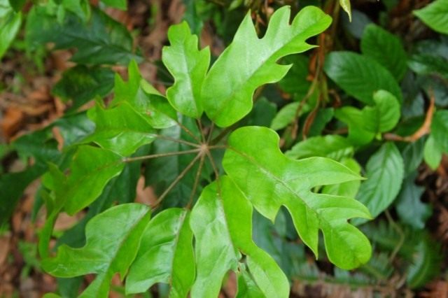 Шеффлера восьмилисточковая (Schefflera octophylla)