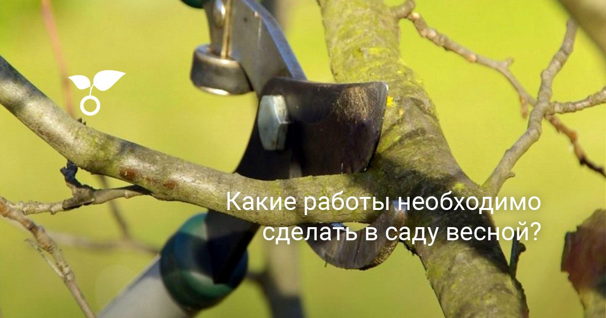 Что Такое Волчок На Плодовом Дереве Фото