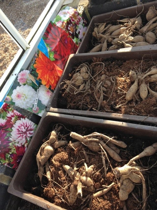 Подготовьтесь к высадке луковиц и корневищ многолетних и летних культур