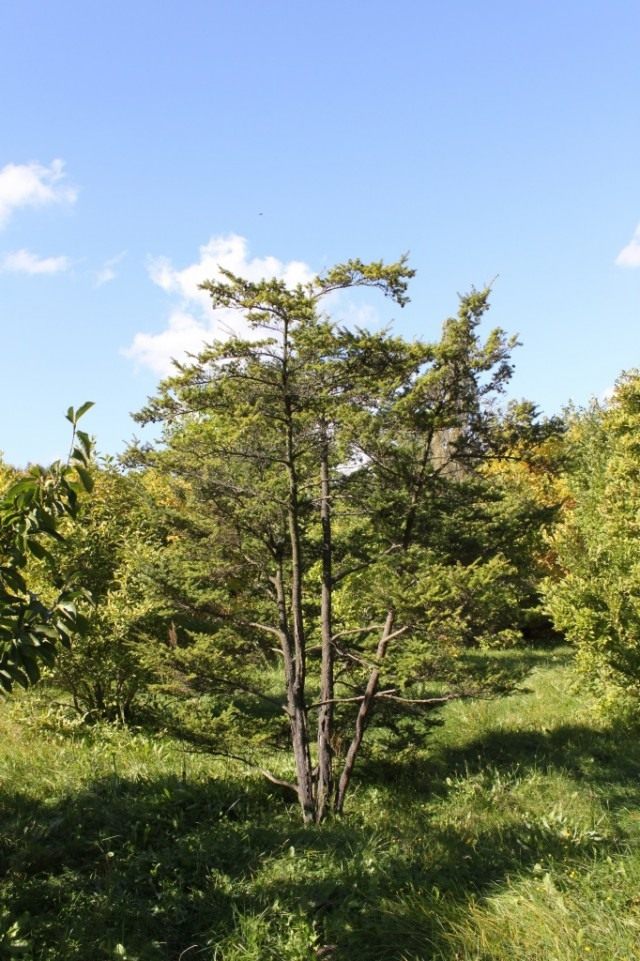 Тсуга разнолистная (Tsuga diversifolia)