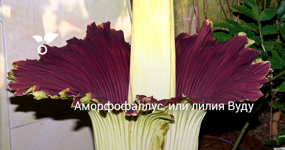 Аморфофаллус, или лилия Вуду. Уход, выращивание размножение. Цветок. Фото.  — Ботаничка