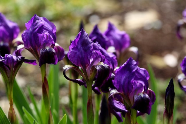 Ирис безлистный (Iris aphylla)