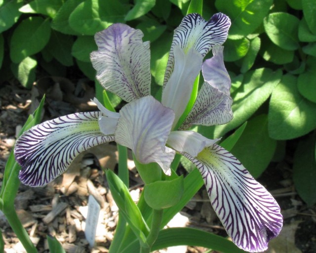 Ирис пестрый (Iris variegata)