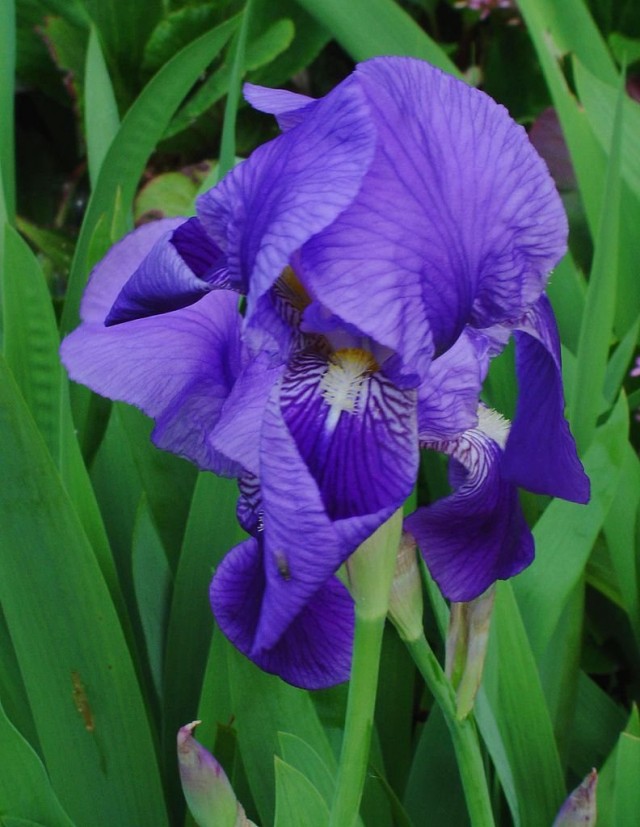 Ирис германский (Iris germanica)