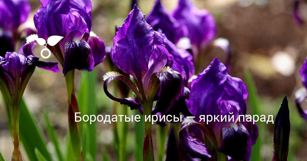 Бородатые ирисы — яркий парад. Уход, выращивание. Виды. Цветы. Фото ...