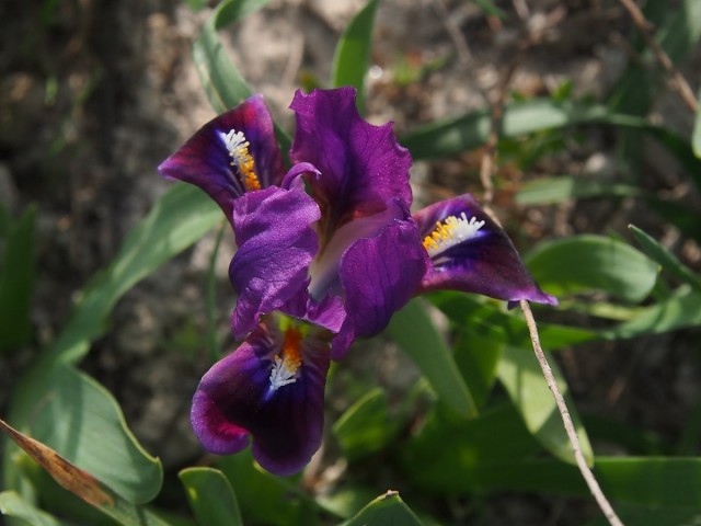 Ирис кожистый (Iris scariosa)