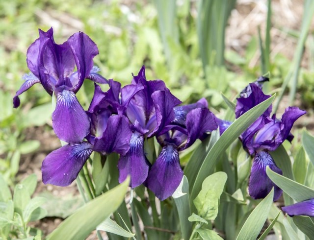 Ирис вильчатый, или рогатый (Iris furcata)
