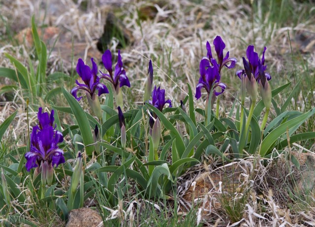 Ирис сизоватый (Iris glaucescens)