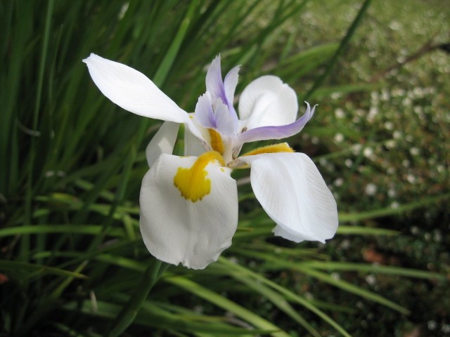 Ирис беловатый (Iris albicans)