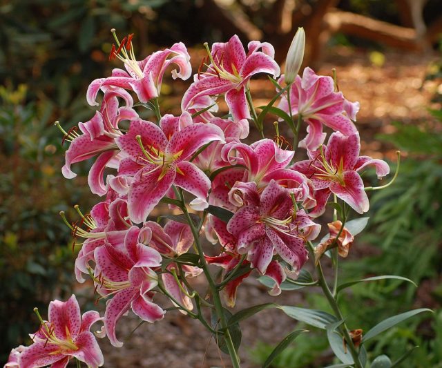 Восточные гибриды лилий, или Ориентальные гибриды (Lilium Oriental Hybrids)