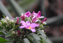 Переския большецветковая (Pereskia grandiflora)
