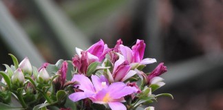 Переския большецветковая (Pereskia grandiflora)