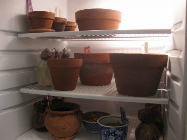 Ёмкости с луковицами для выгонки в холодильнике