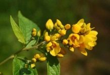 Вербейник обыкновенный (Lysimachia vulgaris)