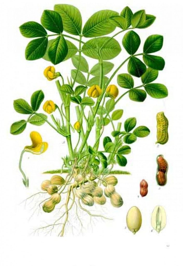 Арахис, или земляной орех . Уход, выращивание, размножение. Фото — Ботаничка
