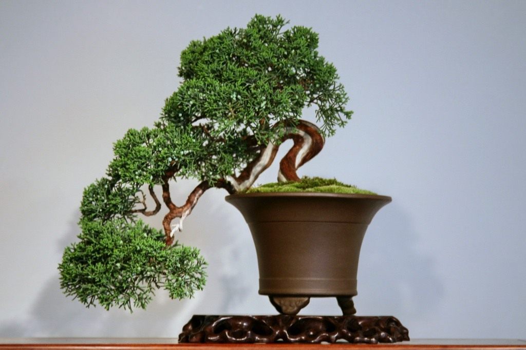 Способы выращивания бонсай. Как вырастить дерево бонсай. Фото — Ботаничка