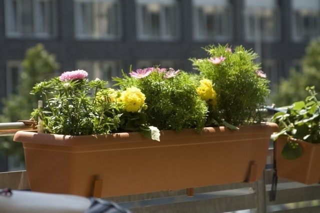 Висячие сады, или Зелёный кабинет на балконе