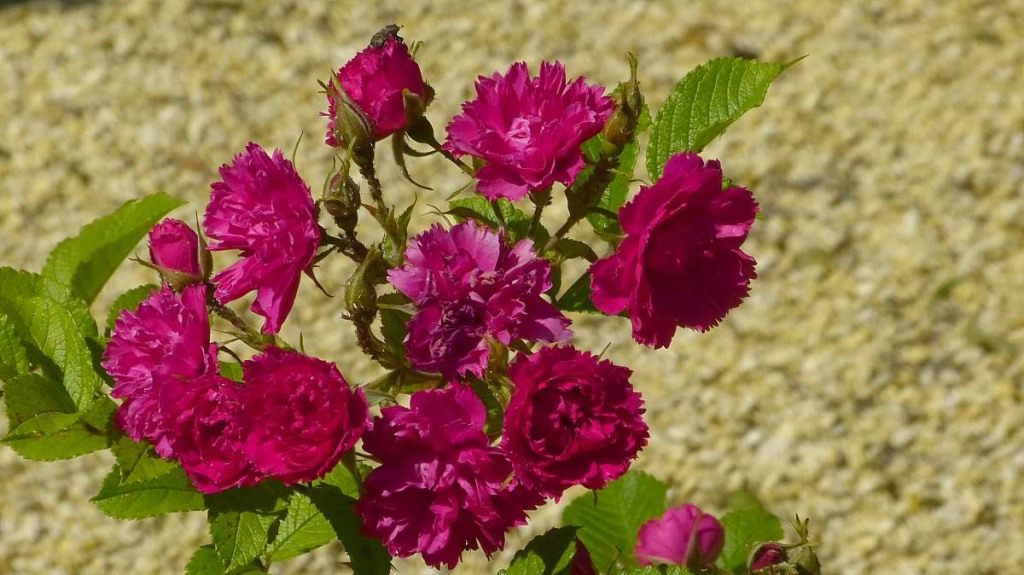 Роза морщинистая — красота необыкновенная. Выращивание, уход, сорта. Фото —Ботаничка