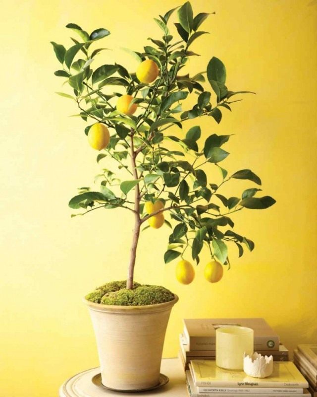 Лимон наделен очень важным свойством — тонизировать человека