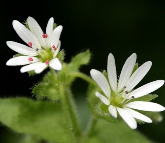 Мокрица, или Звездчатка средняя (Stellaria media)