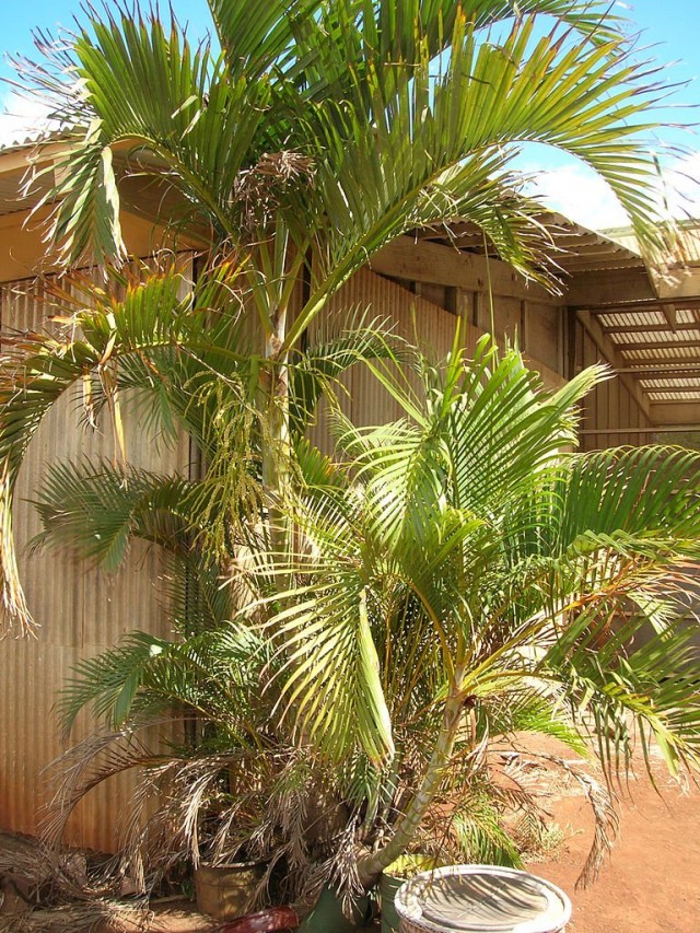 Хризалидокарпус желтоватый (Chrysalidocarpus lutescens)