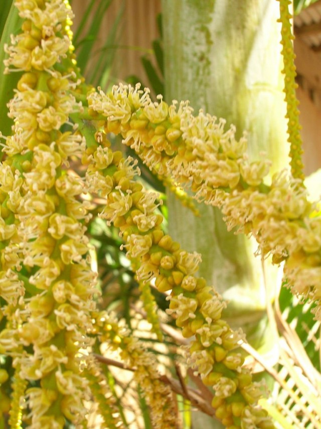 Хризалидокарпус желтоватый (Chrysalidocarpus lutescens)