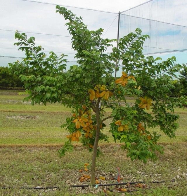 Плодоносящее дерево карамбола