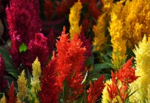 Целозия серебристая (лат. Celosia argentea)