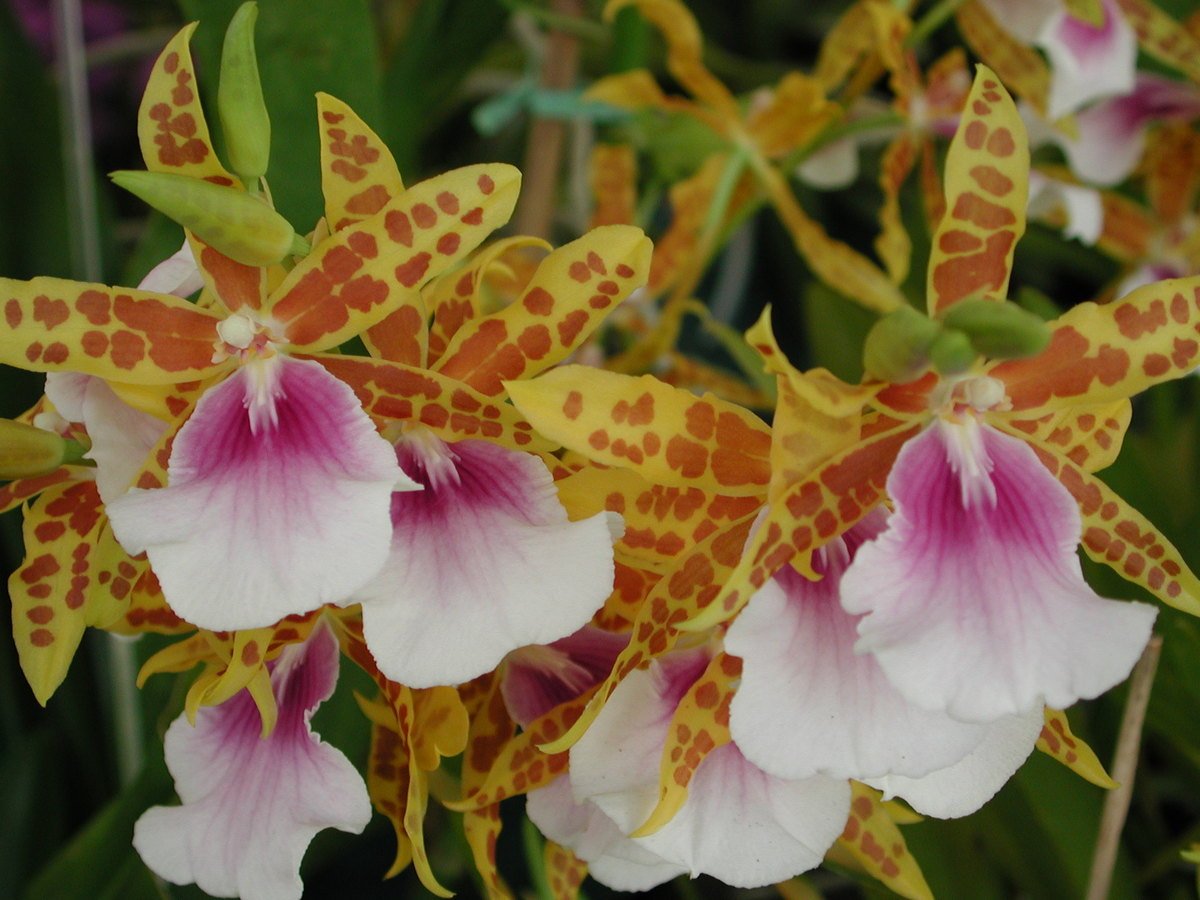 Мильтония советы по уходу виды и пересадка орхидеи в домашних условиях 45 фото