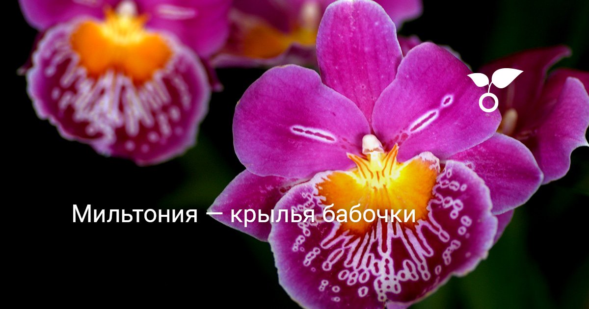 Мильтония — крылья бабочки. Уход, выращивание, размножение. Виды. Фото ...