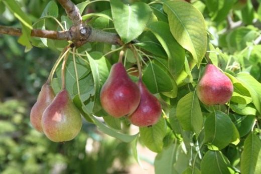 Груши (Pears)