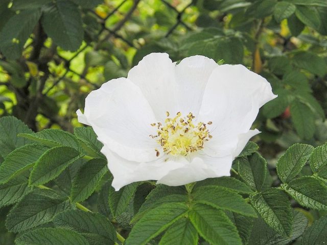 Цветок розы морщинистой, или розы ругозы