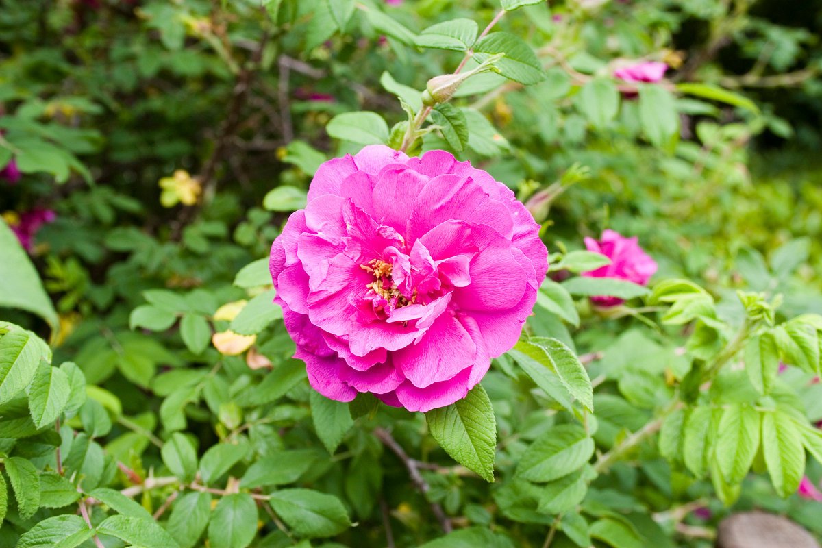 Роза морщинистая — красота необыкновенная. Выращивание, уход, сорта. Фото — Ботаничка