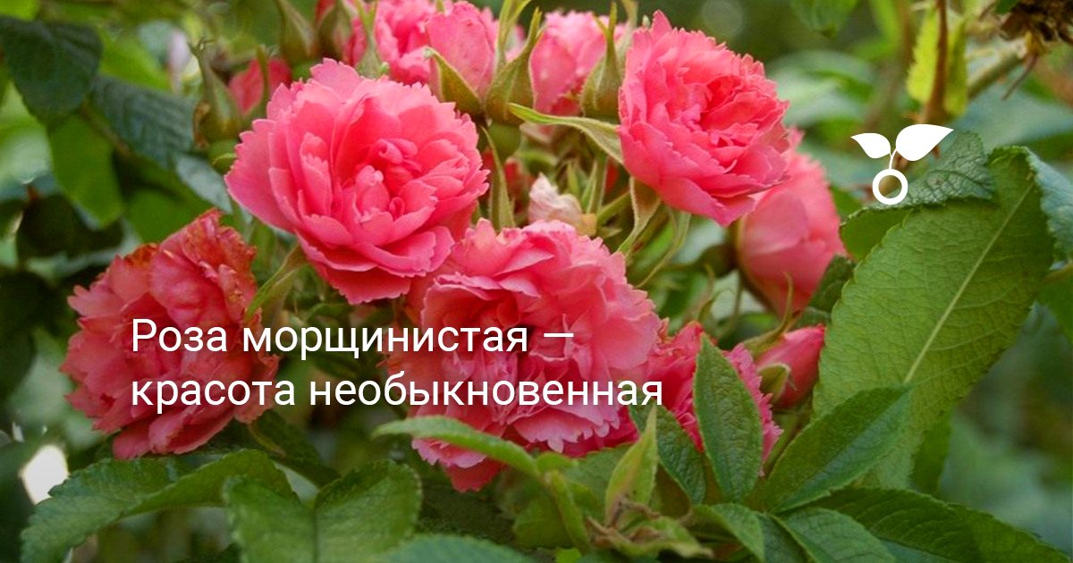 Роза морщинистая — красота необыкновенная. Выращивание, уход, сорта ...