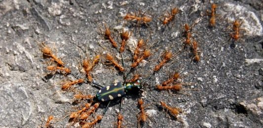 Муравьи (Ants)