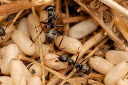 Чёрный садовый муравей (Lasius niger)