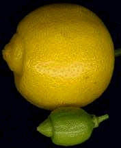 Сладкий лайм (Citrus limetta)