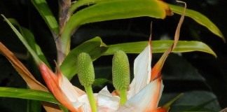 Фрейсинетия древовидная (Freycinetia arborea)