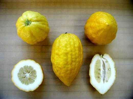Этрог (Greek citron)