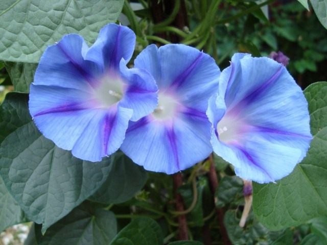 Ипомея Пурпурная (Ipomoea purpurea), сорт Light Blue Star