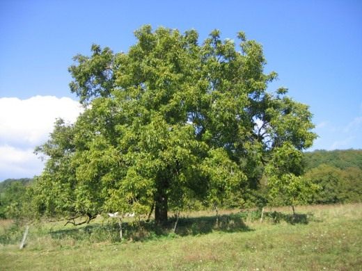 Дерево Грецкого ореха