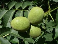 Плоды ореха грецкого
