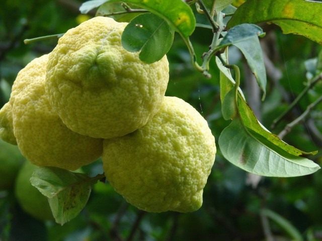 Лимон (Cítrus límon)