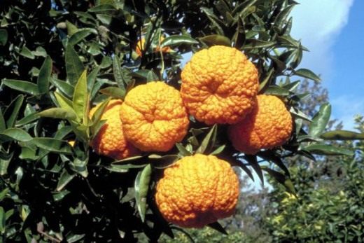 Мандарин королевский (Mandarin orange)