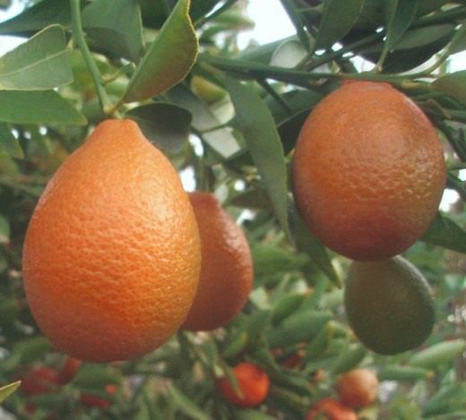 Мандаринкват (Orangequat)