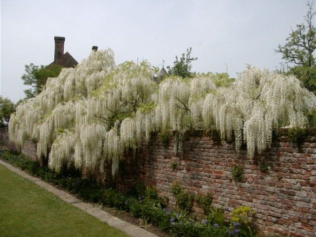 Белая глициния. Сад замка Сисингхерст, Англия